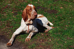 Bracco Italiano